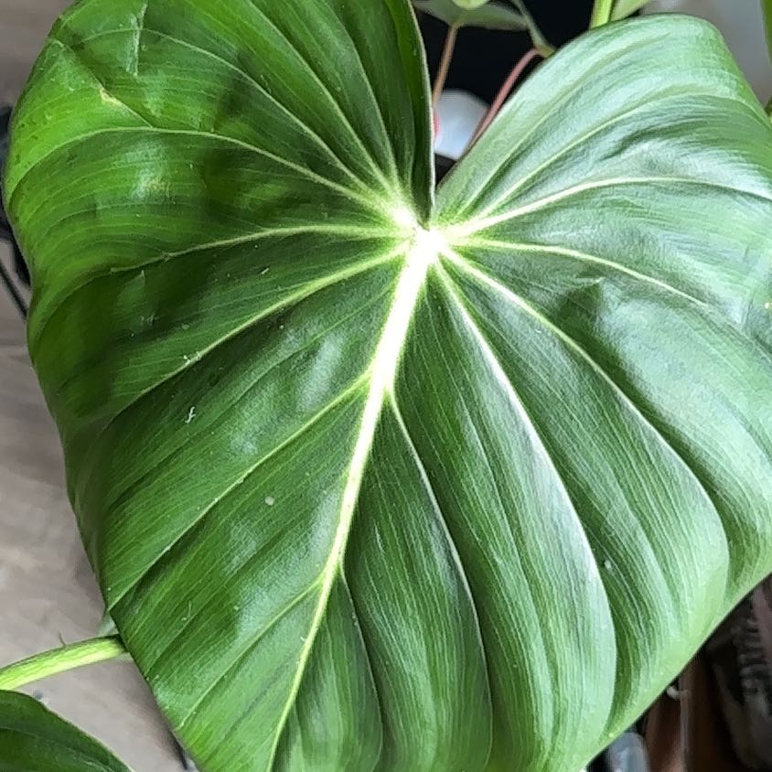 Close-up of a healthy Philodendron 'McDowell' leaf with prominent veins.