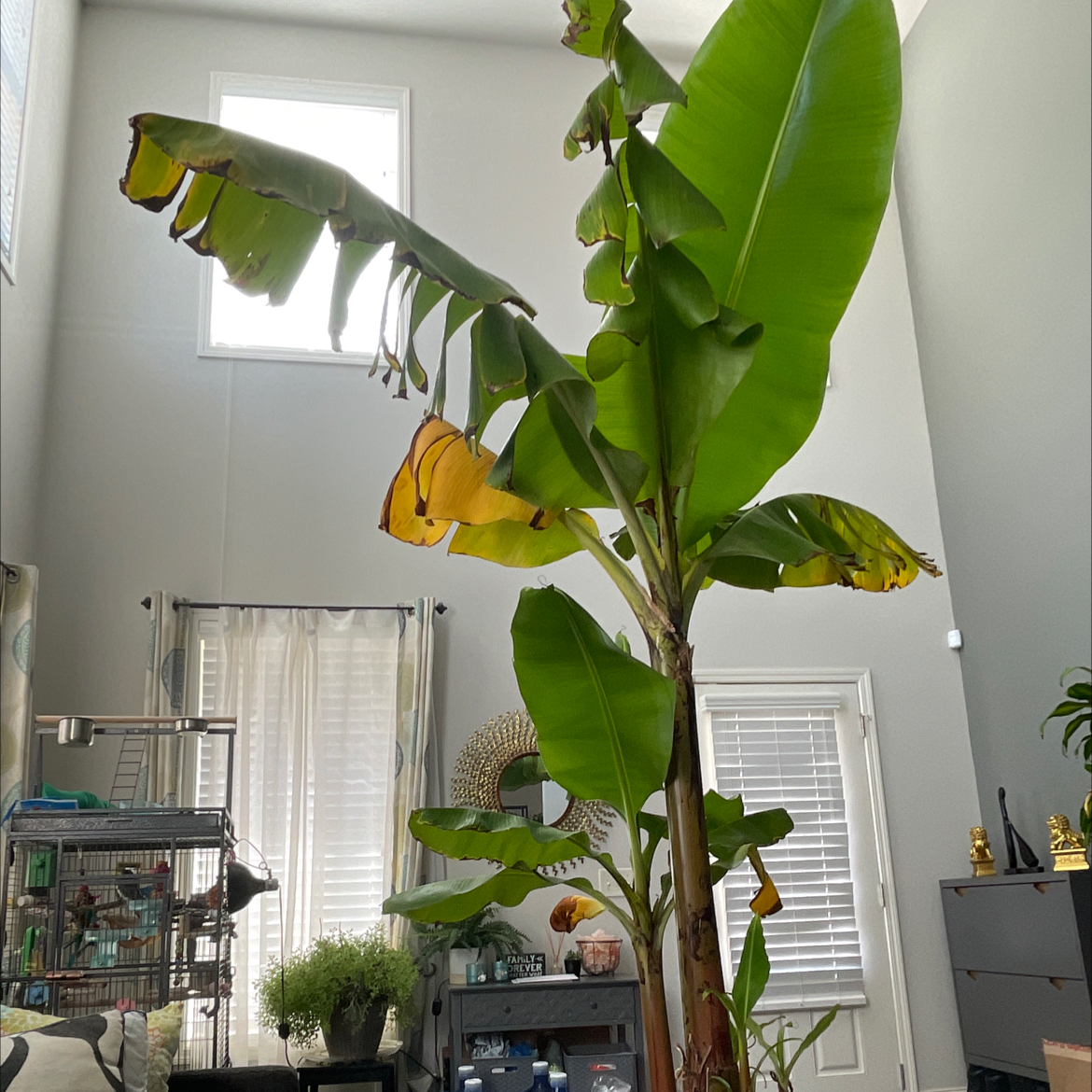 Photo of the plant species Grand Nain Banana by @MellowlyCooperi named Zeus on Greg, the plant care app