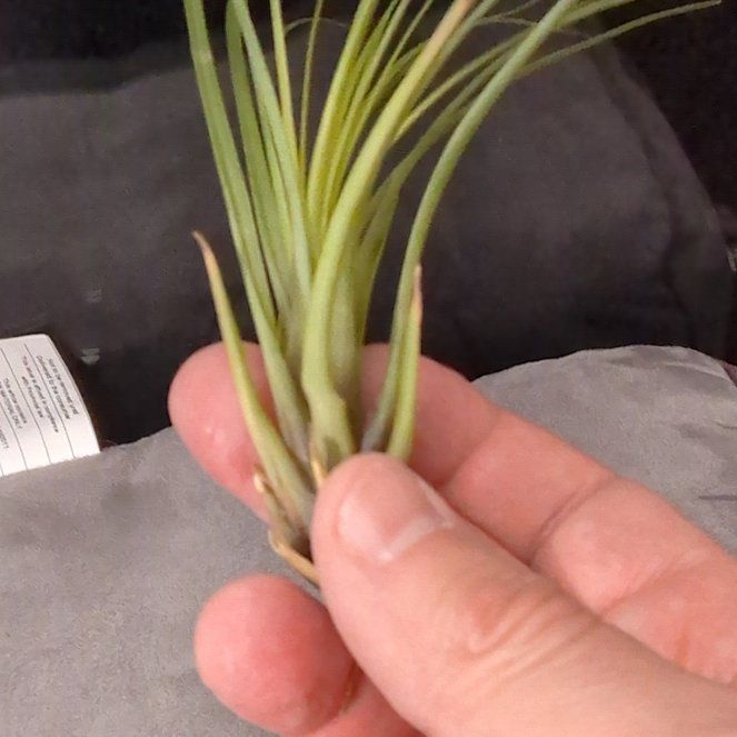 Photo of the plant species Air Plant by @VibrantBearcorn named Terra on Greg, the plant care app