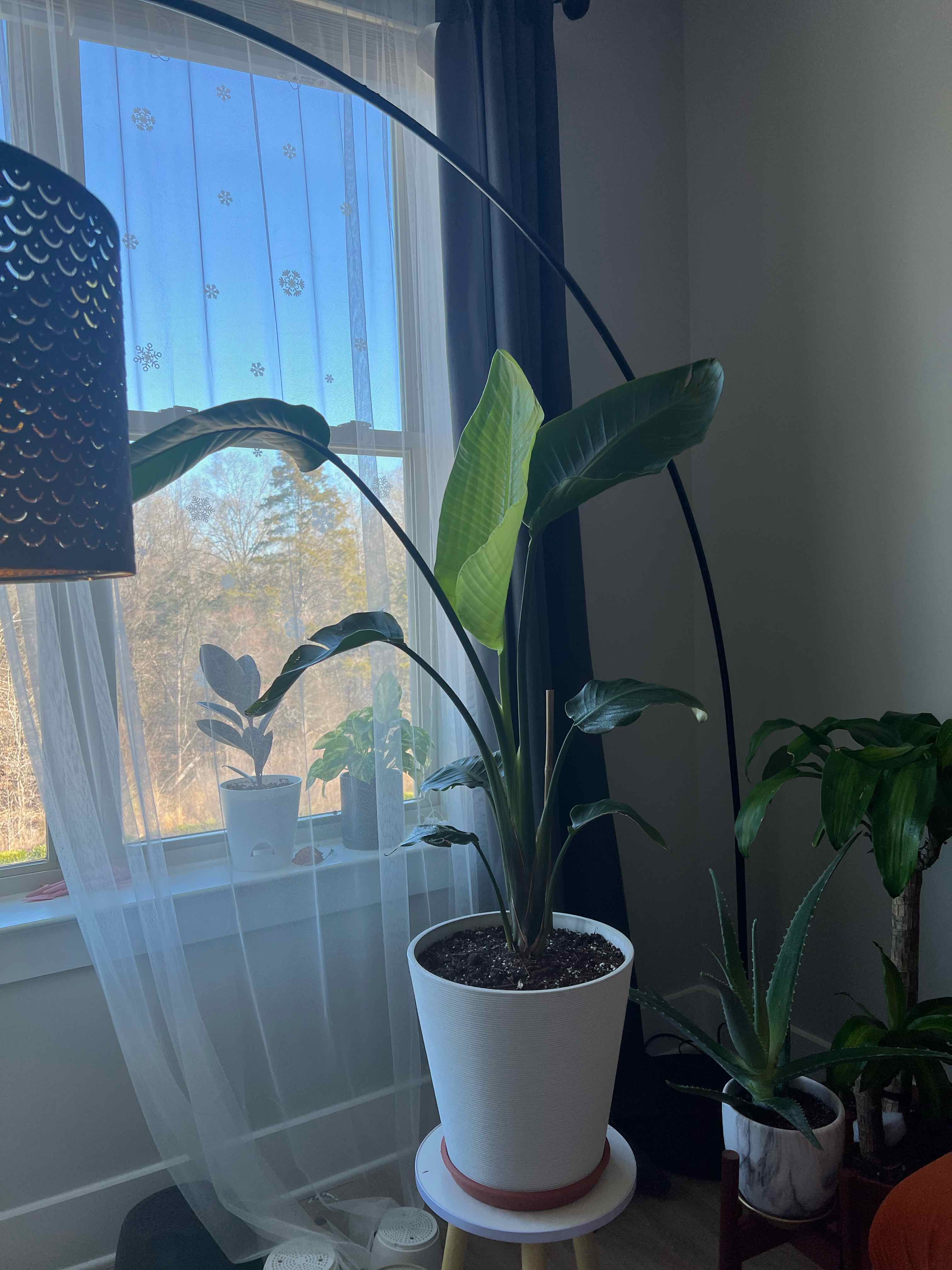 Healthy White Bird of Paradise plant in a white pot on a wooden stand in front of a window, with green leaves and no visible issues.
