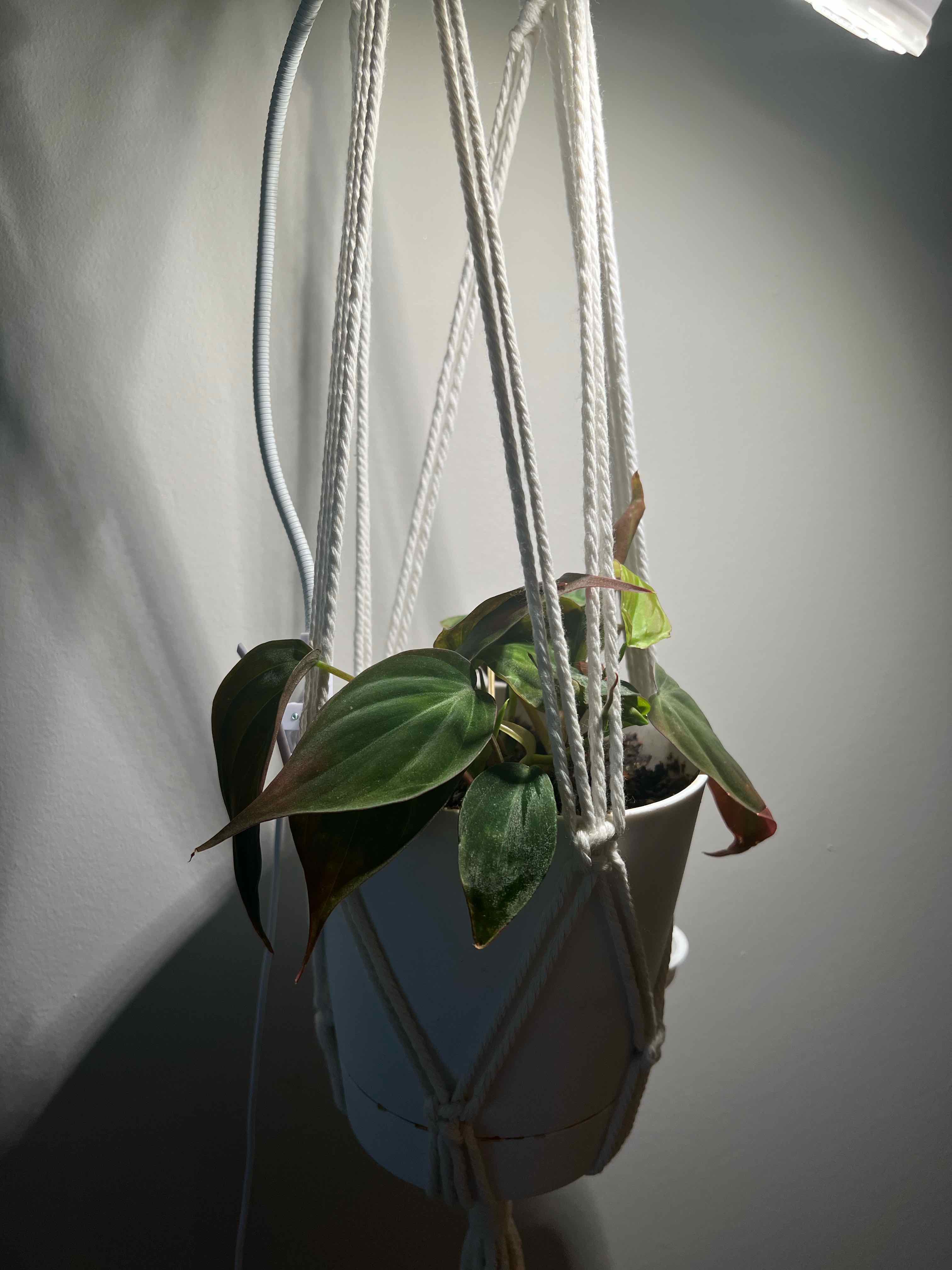 Philodendron Micans plant in a hanging pot with visible soil and healthy leaves.