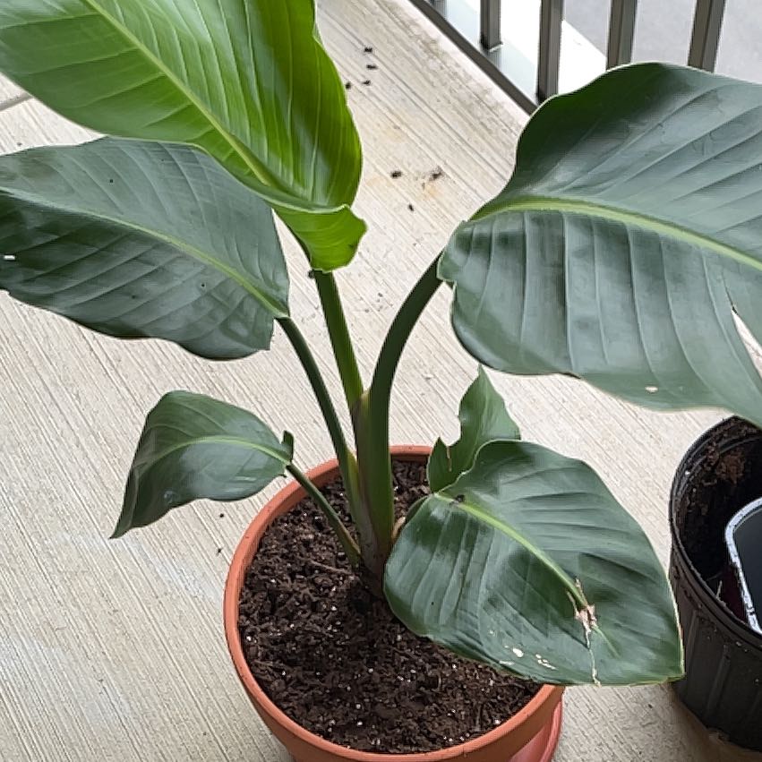 Healthy White Bird of Paradise plant with vibrant green leaves in a terracotta pot, against a light wood background.