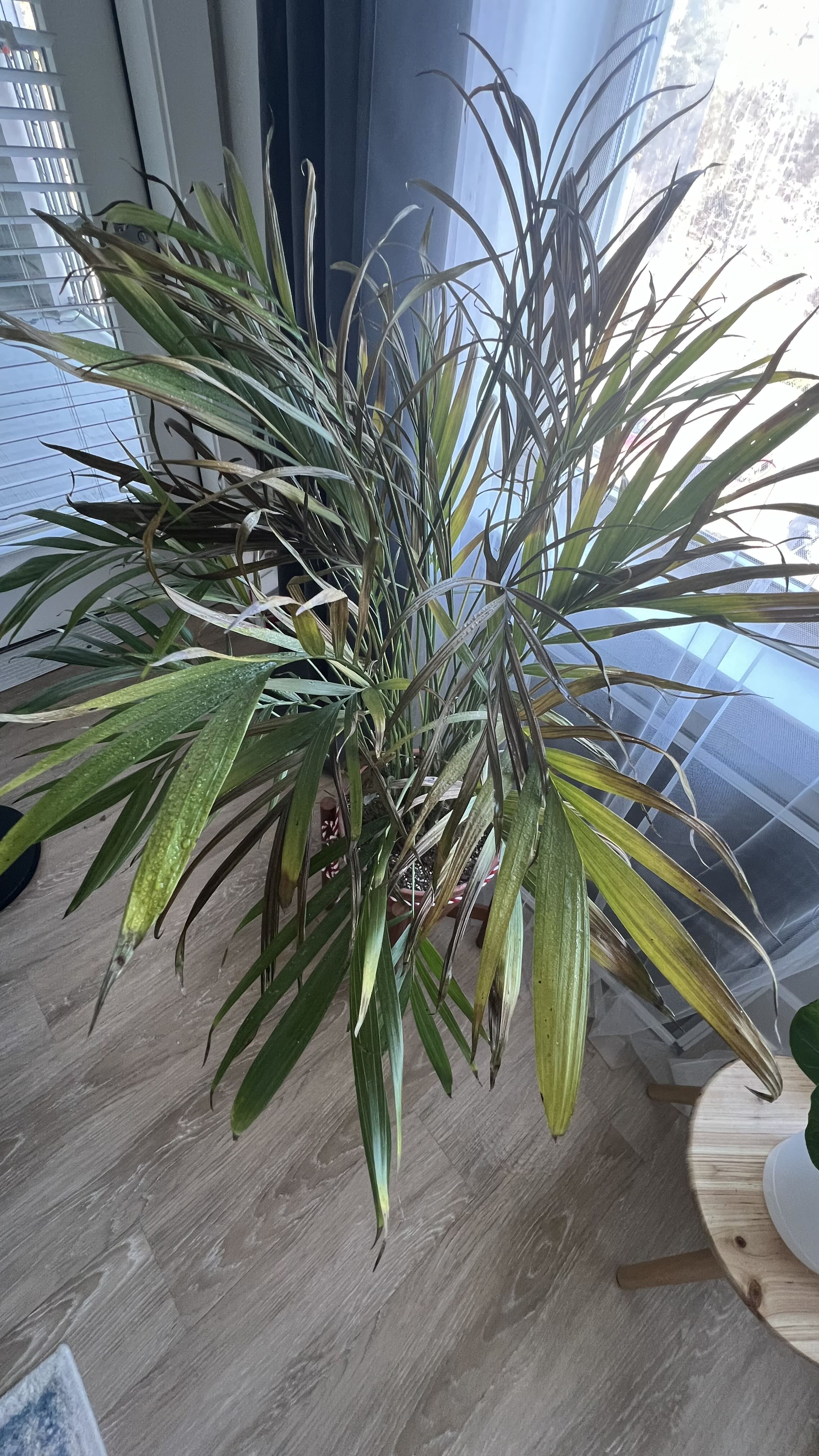Kentia palm recovering from spider mite damage, with some yellowing and browning leaves. Owner plans to remove dry foliage to aid recovery.