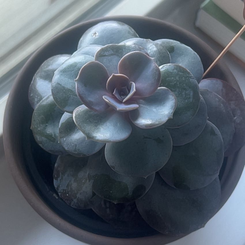 Echeveria 'Perle von Nurnberg' succulent in a pot, healthy with no visible issues.