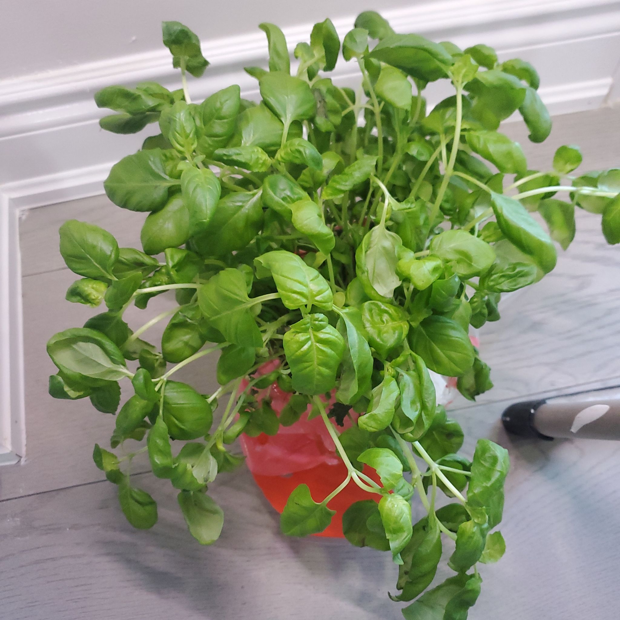 Basil the Basil