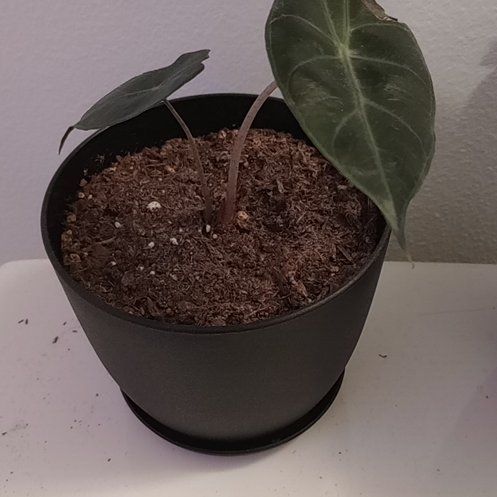 Plant care for Philodendron on Greg, the plant care app