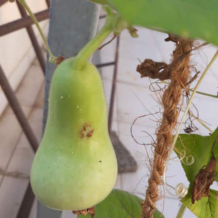 Photo of the plant species Calabash Gourds by @WeightyCowslip named Spike Leaves on Greg, the plant care app
