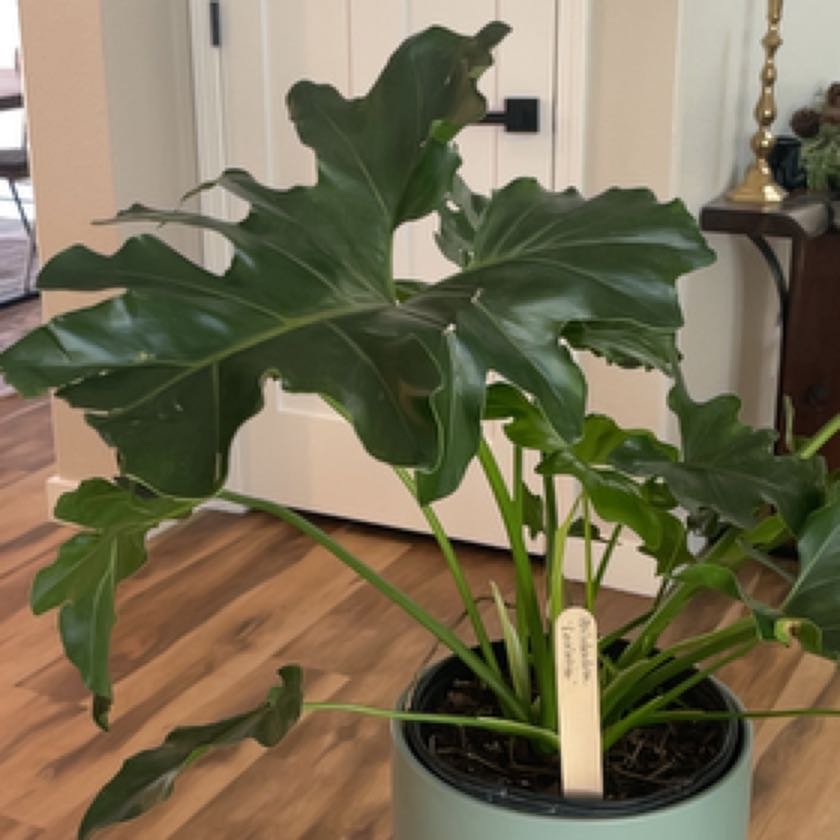 Plant care for choco empress on Greg, the plant care app