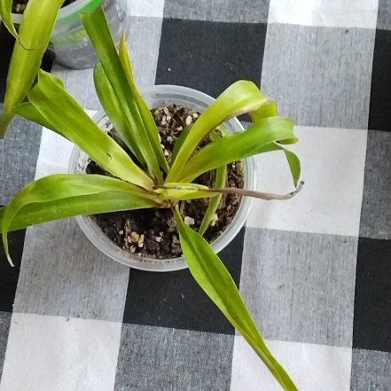 Photo of the plant species Hawaiian Spider Plant by @TimelyPinusmugo named Spike Leaves on Greg, the plant care app
