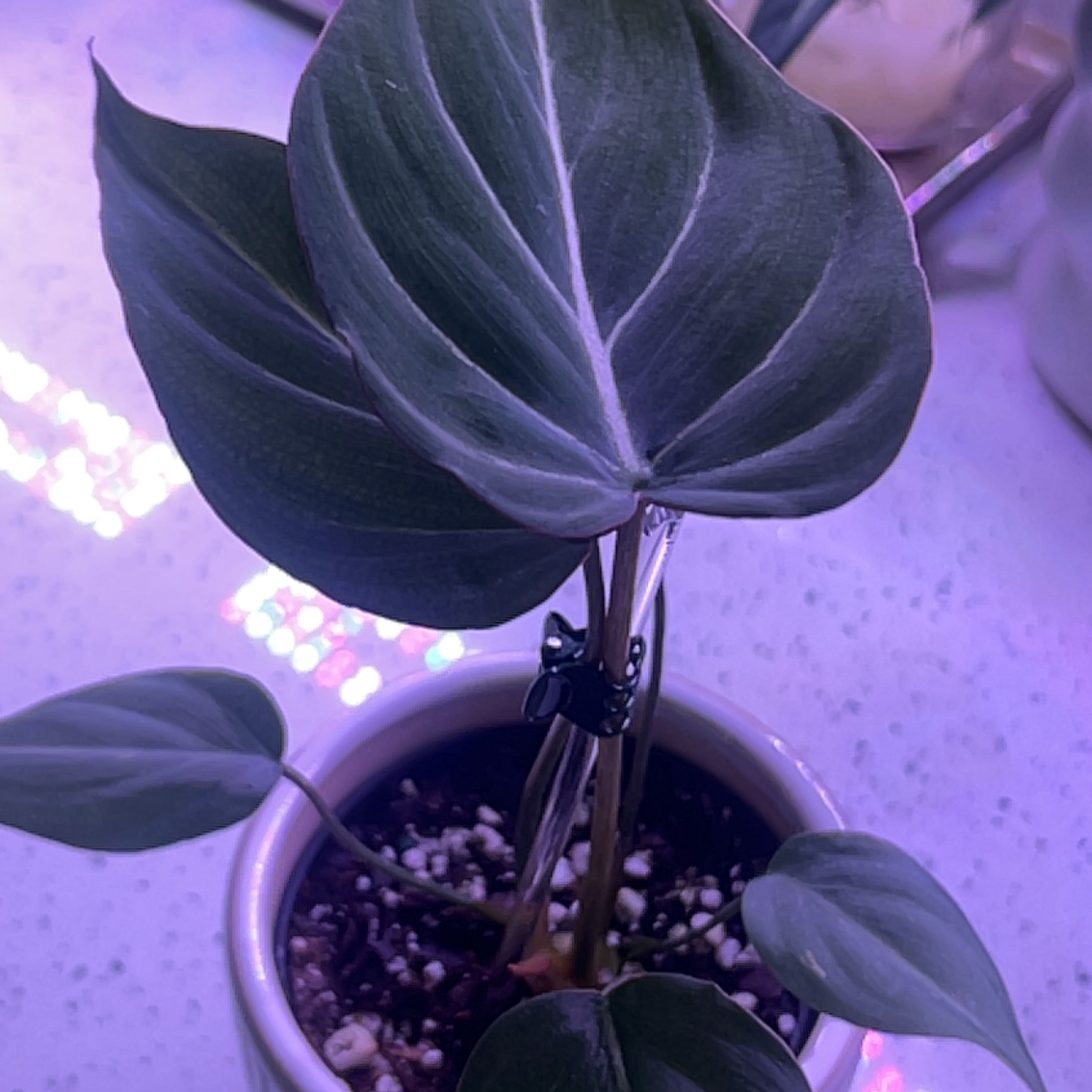 Philodendron 'Glorius' plant in a pot with visible soil, healthy leaves, and no signs of disease.