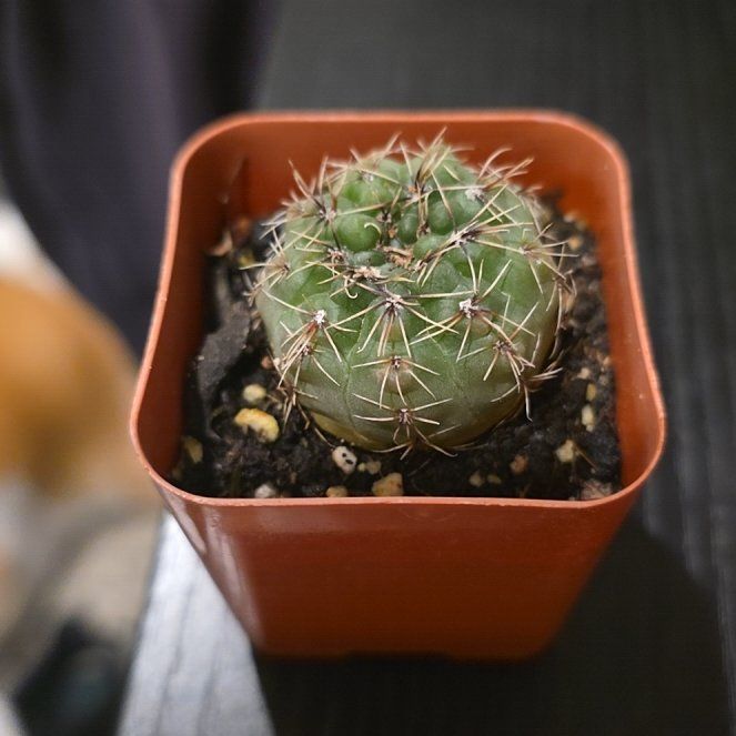Photo of the plant species Crested Dwarf Chin Cactus by @FinestSarcodes named Swordfish on Greg, the plant care app