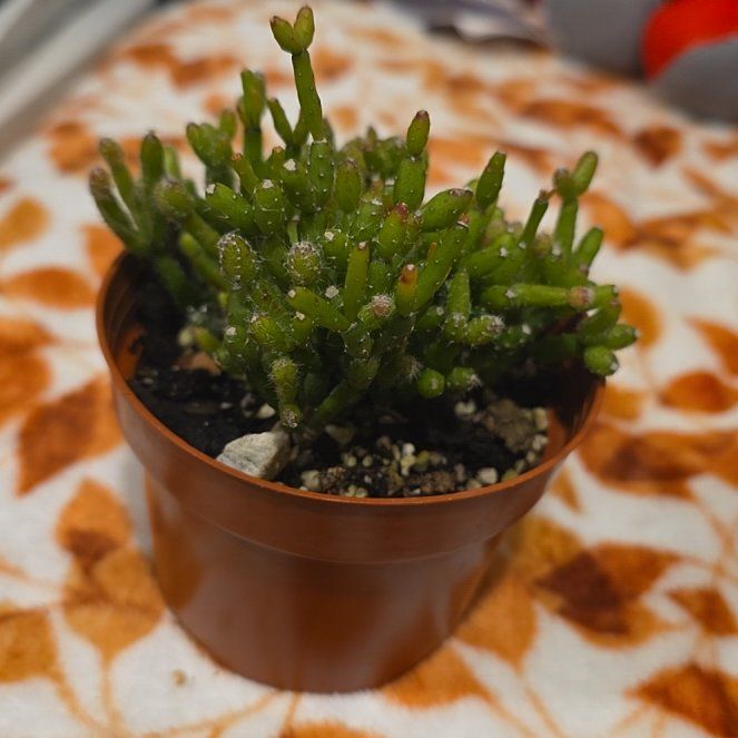 Photo of the plant species Coral Cactus by @FinestSarcodes named Nyx on Greg, the plant care app