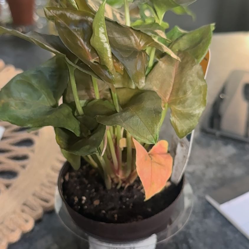 Photo of the plant species Berry Allusion Syngonium by @YokeIvygourd named Robert Plant on Greg, the plant care app