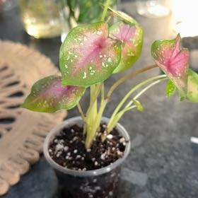 Photo of the plant species Caladium 'Casey' by @YokeIvygourd named Zion on Greg, the plant care app
