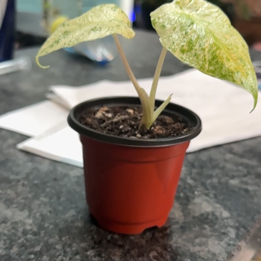 Photo of the plant species Alocasia Batik 'Blizzard' by @YokeIvygourd named Lisa on Greg, the plant care app