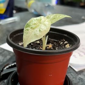 Photo of the plant species Alocasia Batik 'Blizzard' by @YokeIvygourd named Felicia on Greg, the plant care app
