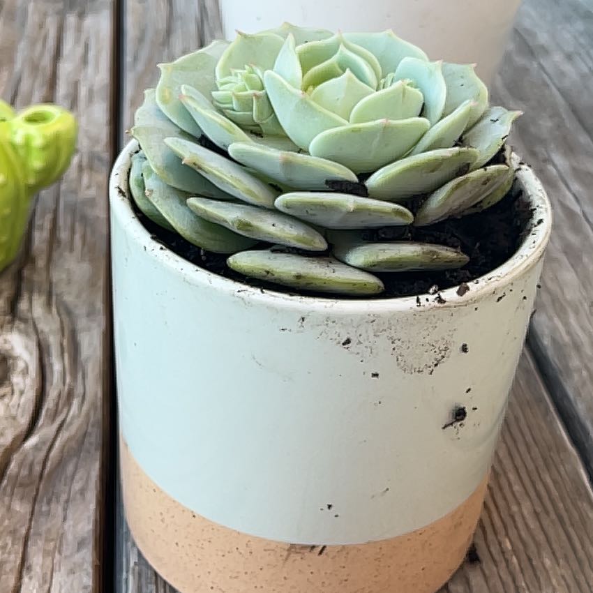 Photo of the plant species Echeveria 'Leilana' by @KingpinIronweed named Muhammad Ali on Greg, the plant care app