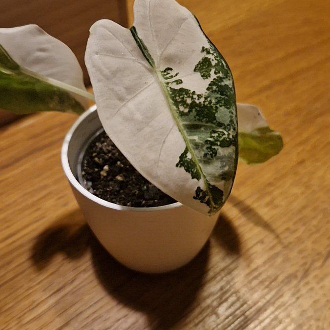 Photo of the plant species varigated elephants ear by @DearSainfoin named Prince on Greg, the plant care app