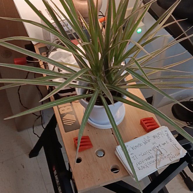 Photo of the plant species Madagascar Dragon Tree by @AmusingChickpea named Surya on Greg, the plant care app