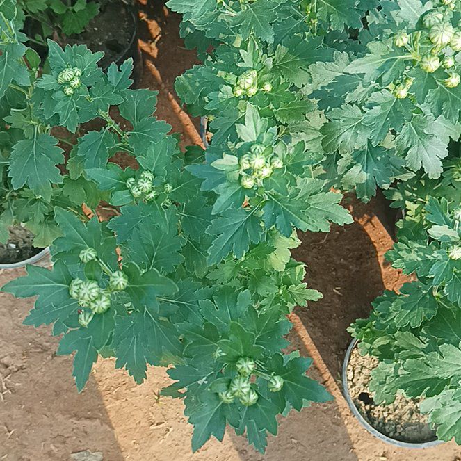 Photo of the plant species White Henbane by @RelieverOakfern named Scarlett on Greg, the plant care app