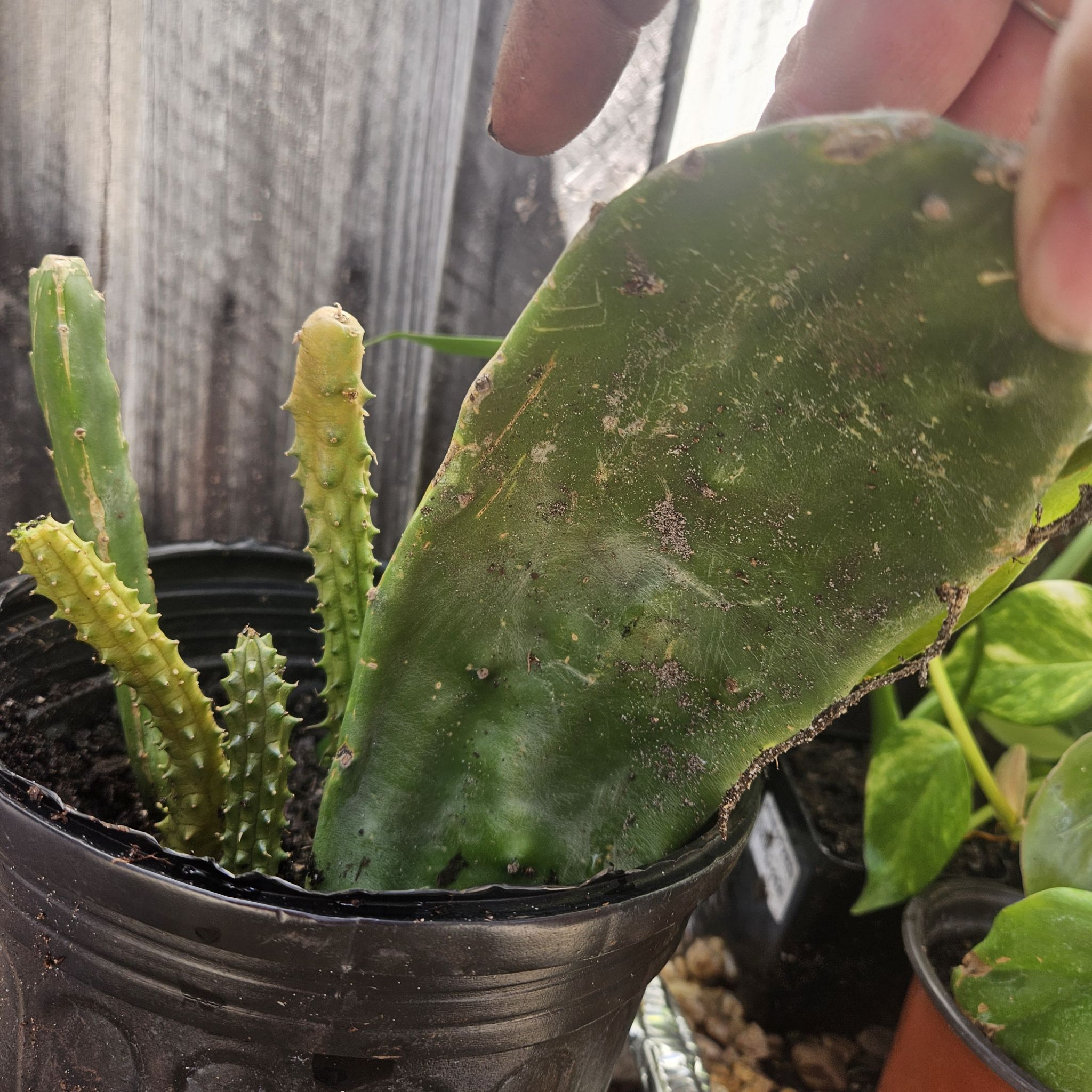 Photo of the plant species Spineless Prickly Pear by @PropTrop2023 named Marley on Greg, the plant care app