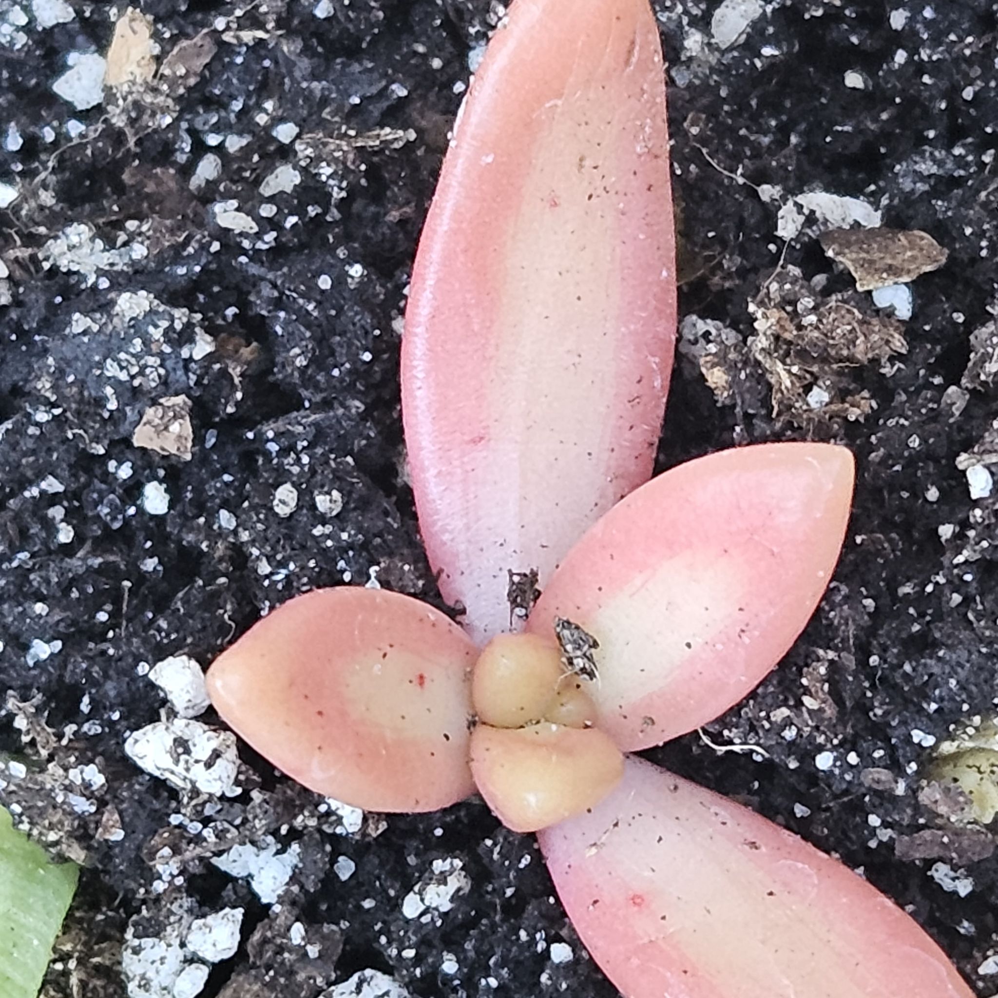 Photo of the plant species Graptosedum 'Alpenglow x Vera Higgins' by @PropTrop2023 named Fernie Mercury on Greg, the plant care app