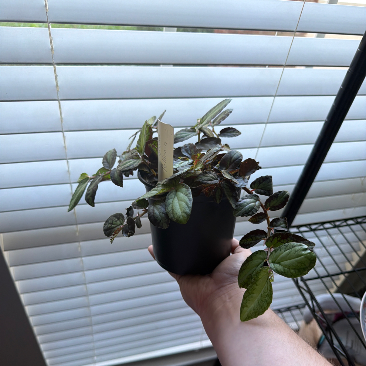 Photo of the plant species Watermelon Begonia by @BrightAsterium named Pelli on Greg, the plant care app