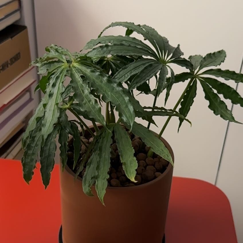 Photo of the plant species Faux Marijuana Plant by @GaietyAcajou named Harper on Greg, the plant care app