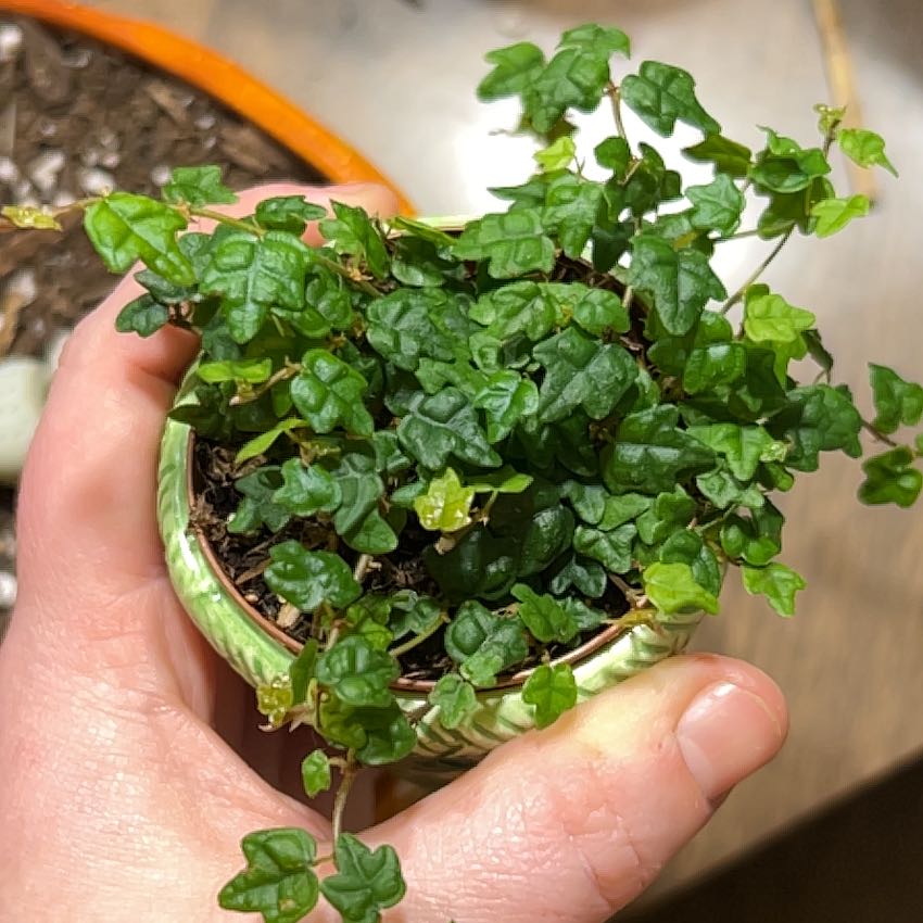 The Complete String of Frogs Plant Care Guide: Water, Light & Beyond
