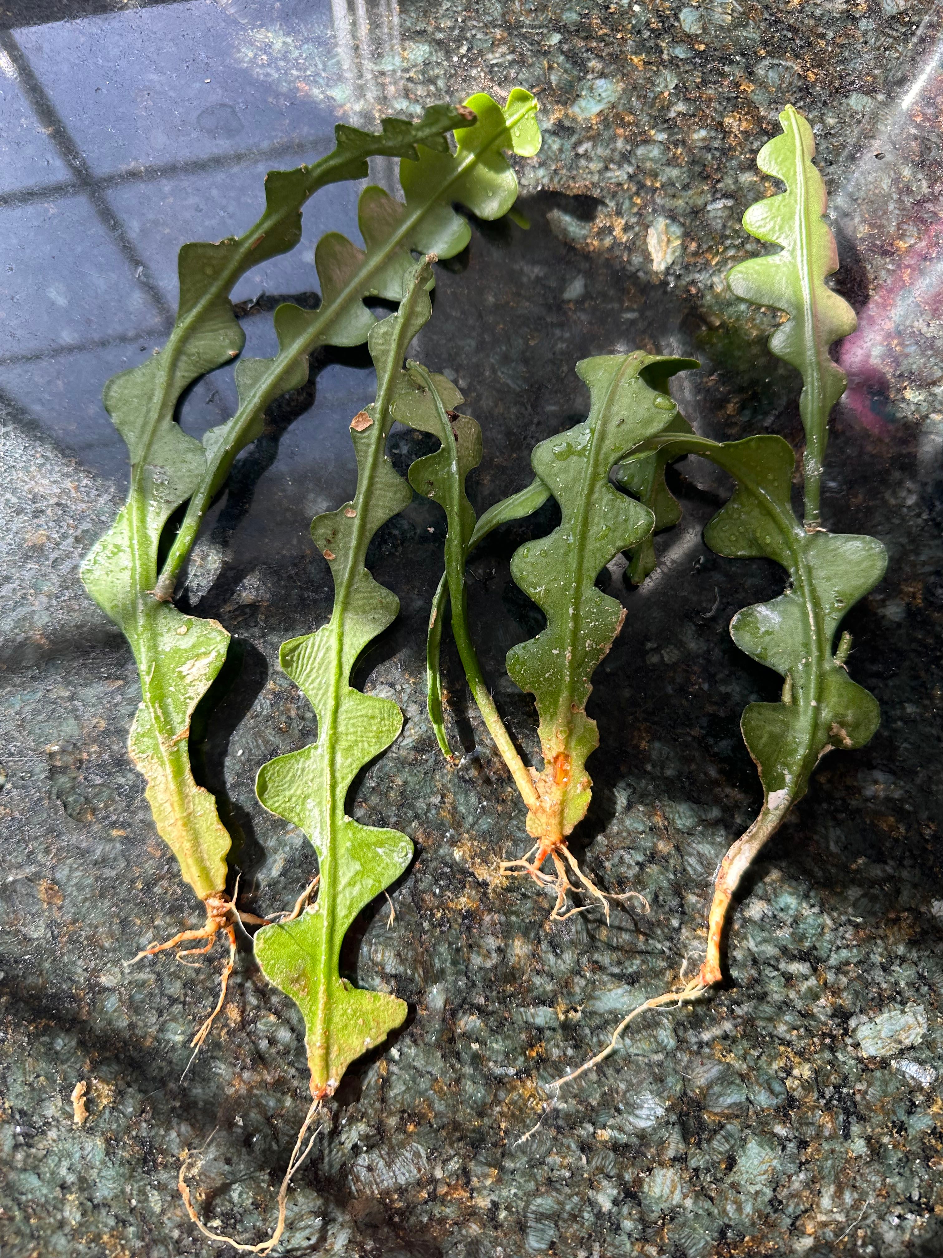 Why Are My Echeveria 'Cimette' Leaves Droopy?