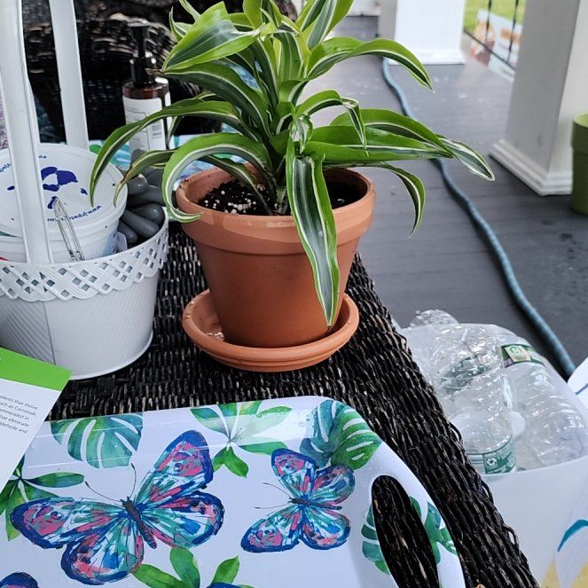 Photo of the plant species Malaika Dragon Tree by @ZealLlavea named Malaika on Greg, the plant care app