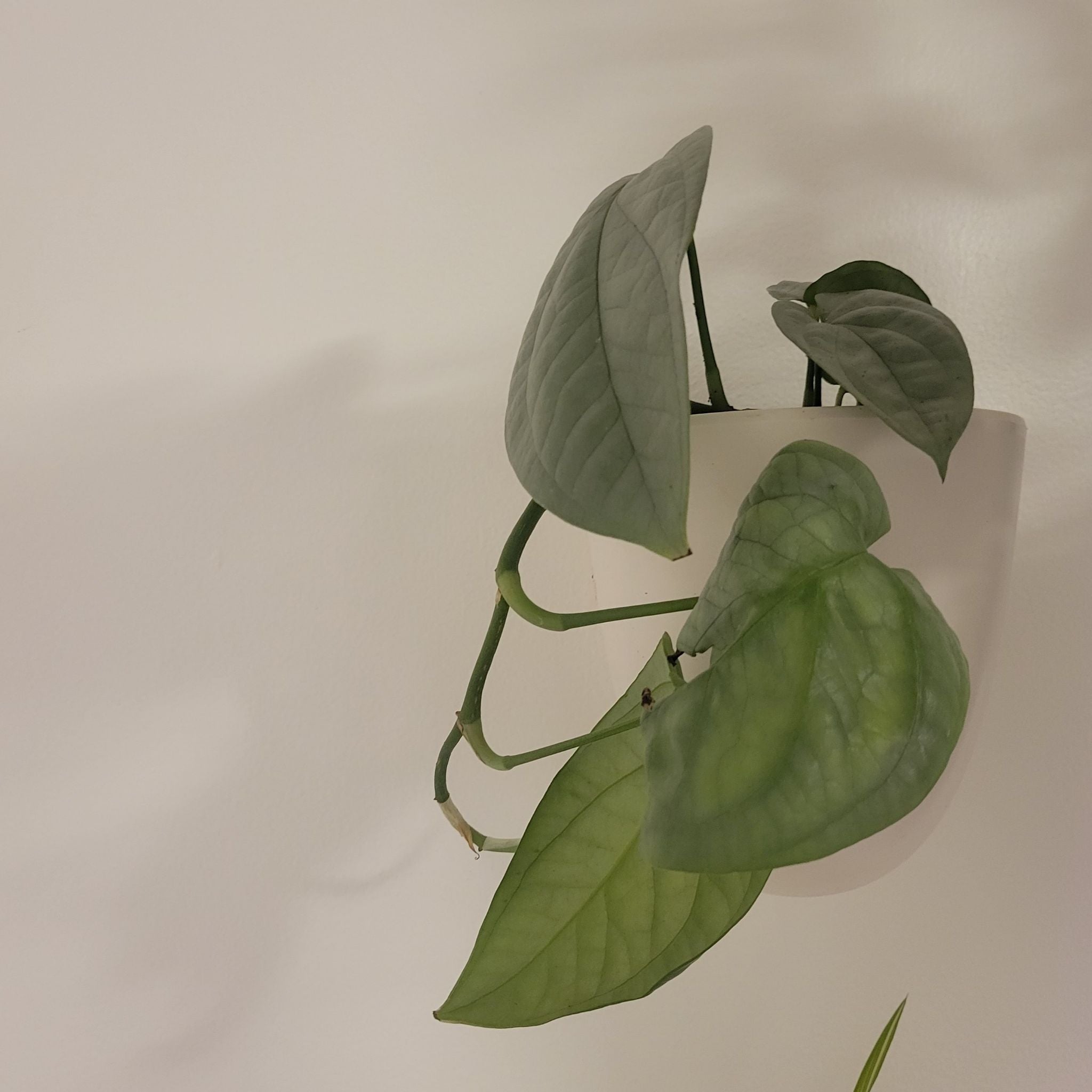 Potted Amydrium 'Spider Man' plant with healthy green leaves.