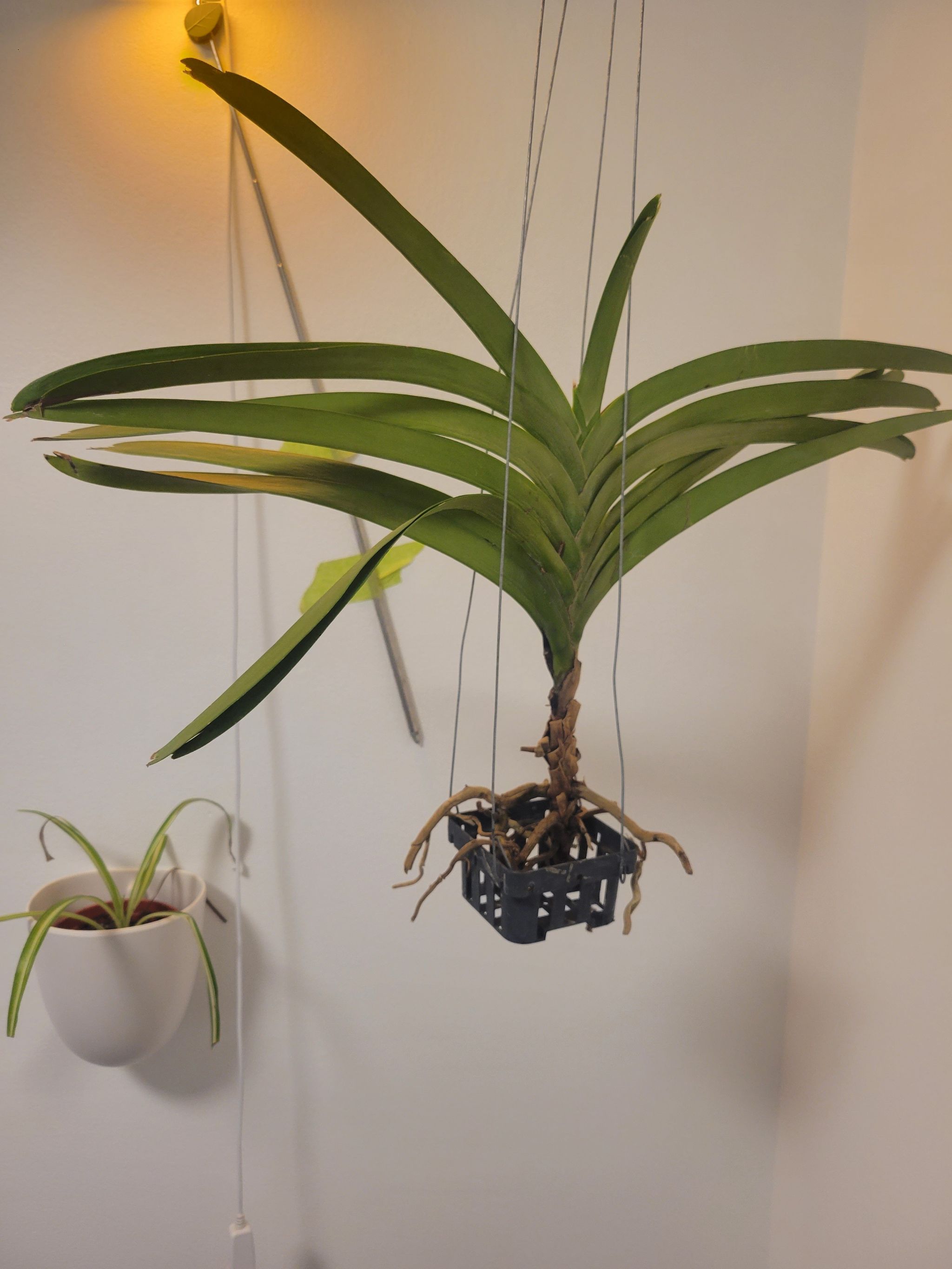 Photo of the plant species Kultana Ruby Orchid by @IntenseGerbera named Sanders on Greg, the plant care app