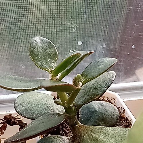 Photo of the plant species Jade.plant by @SilkyNoblefir named Winston on Greg, the plant care app