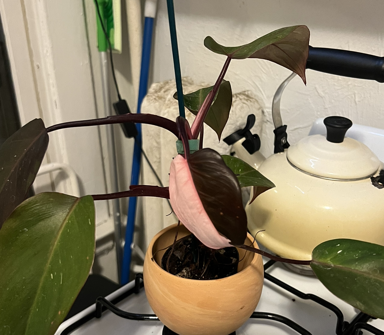 Philodendron Red Anderson plant in a small pot with vibrant leaves, slight discoloration on some leaves.