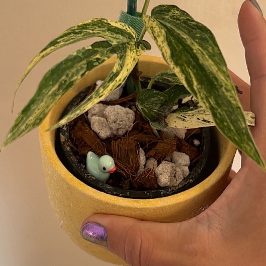 Photo of the plant species Variegated Zippy Plant by @taymoney named Amydrium Zippelianum Variegated on Greg, the plant care app