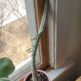 Photo of the plant species Variegated Corn Cob Cactus by @taymoney named Variegated Corn Cob Cactus on Greg, the plant care app