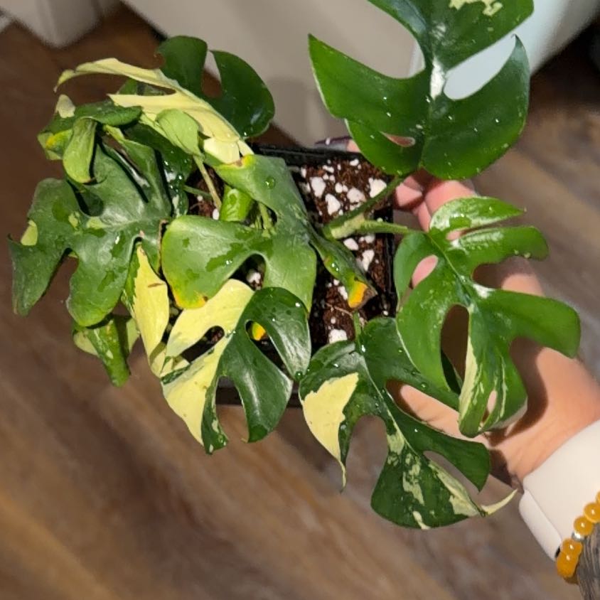 Photo of the plant species Aurea Variegated Mini Monstera by @taymoney named variegated rhaphidophora tetrasperma on Greg, the plant care app