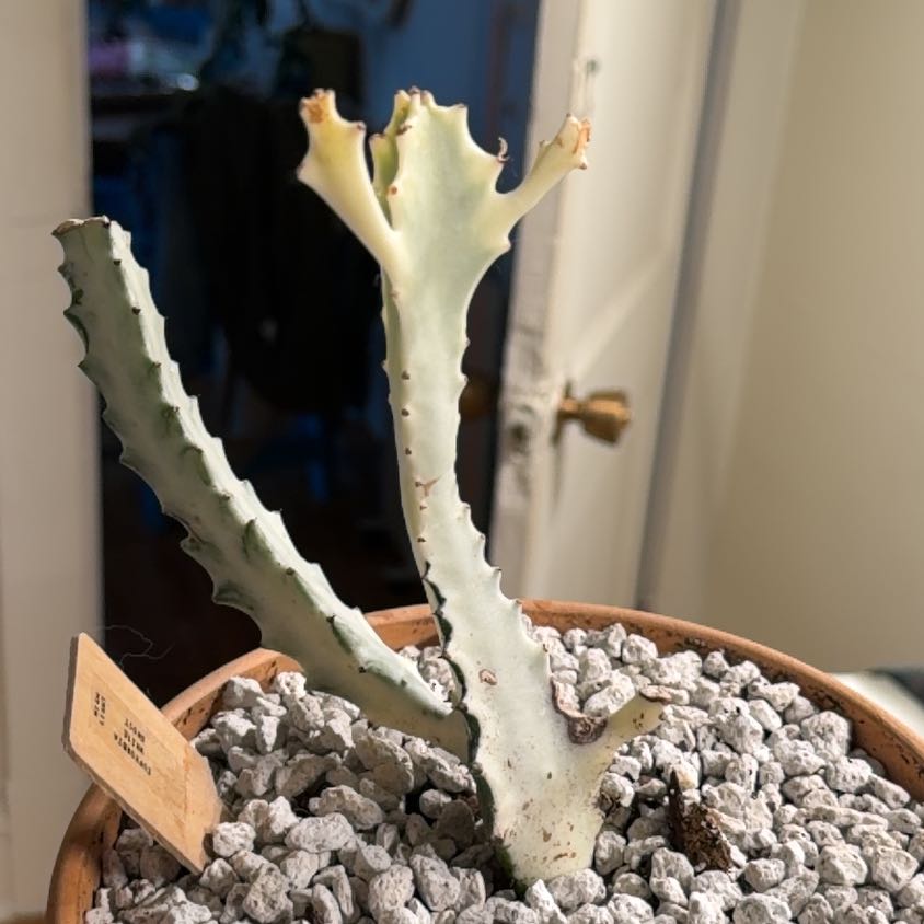 Photo of the plant species White Ghost Cactus by @taymoney named Euphorbia white ghost on Greg, the plant care app