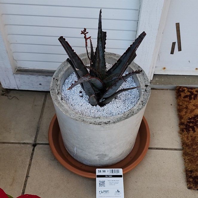 Photo of the plant species Aloe divaricata by @LucrativeLime named Bieber on Greg, the plant care app