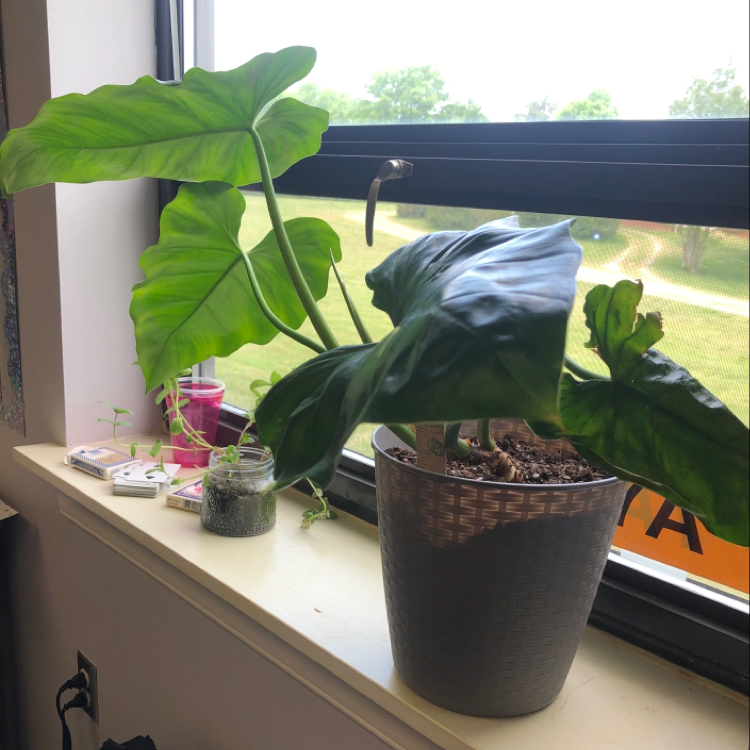 Potted Elephant Ear Philodendron on a windowsill with large green leaves.