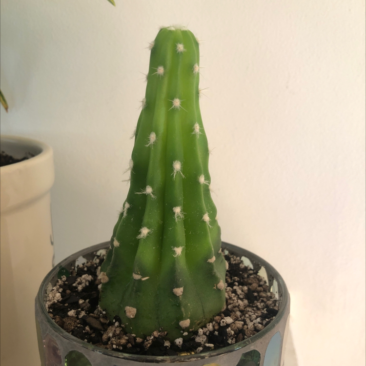 Photo of the plant species Blue Barrel Cactus by @Plantbase named Lil cacti on Greg, the plant care app