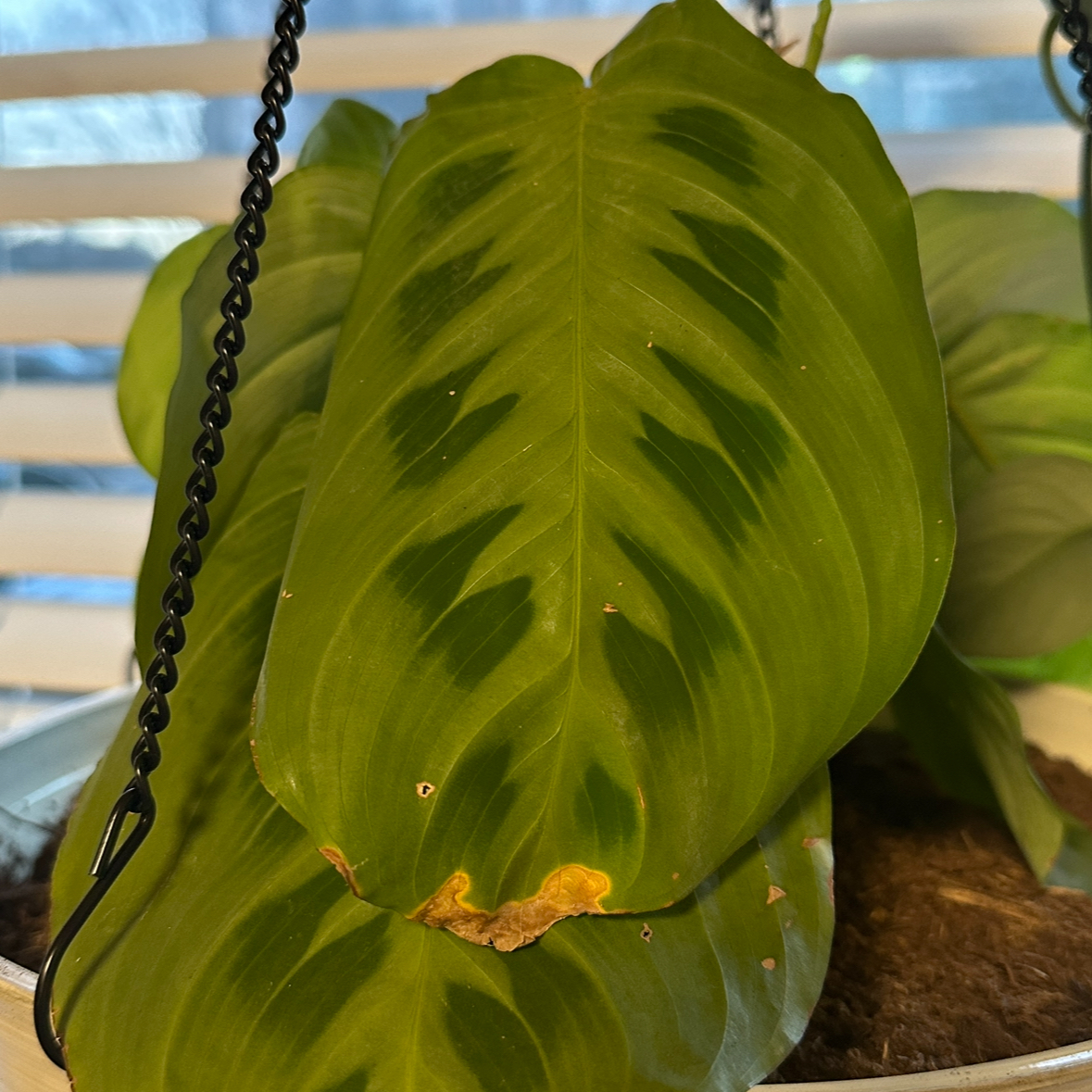 Photo of the plant species Prayer plant by @Jboepple named Bieber 💎 on Greg, the plant care app