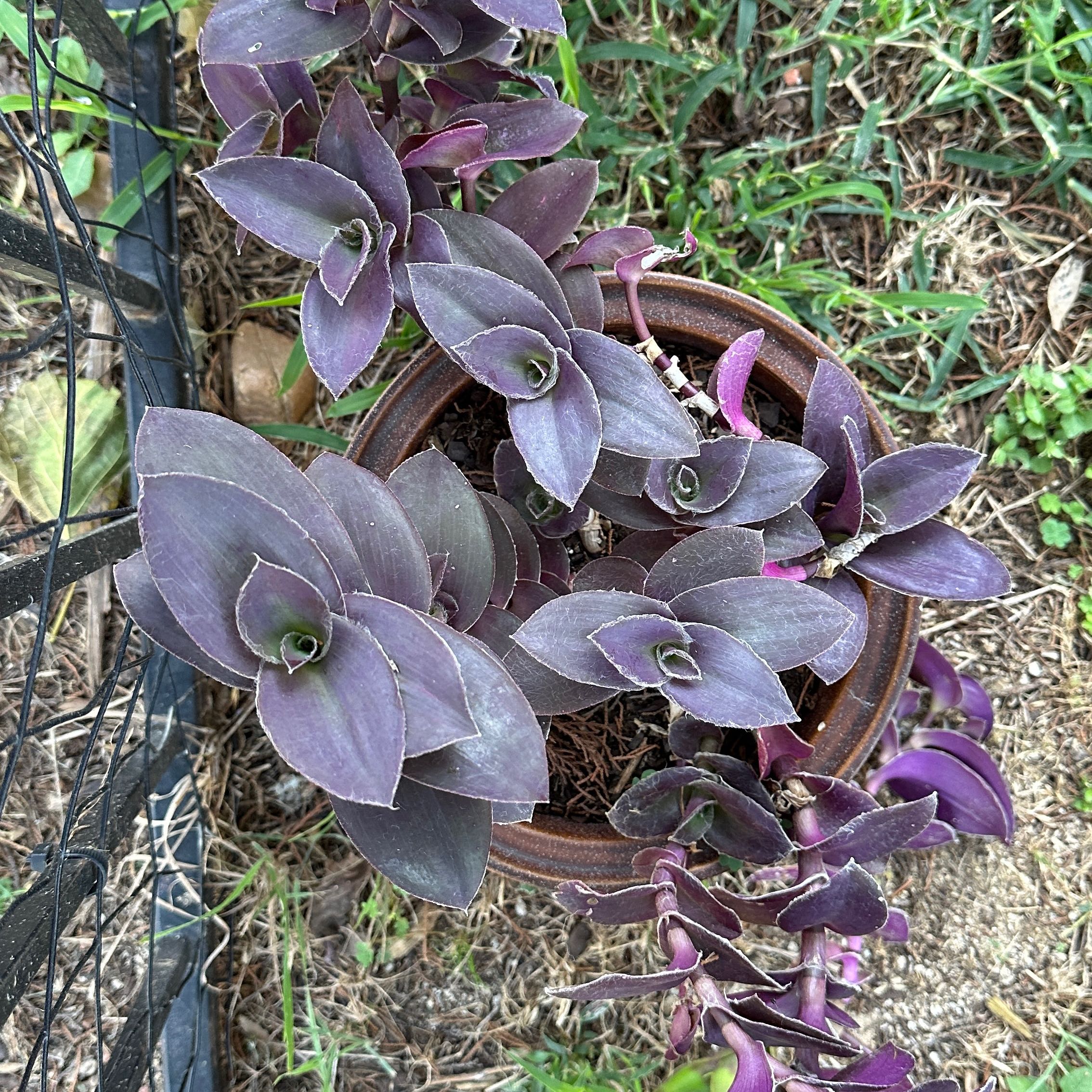 Photo of the plant species Tradescantia Purple Fuzzy by @Jboepple named Lola on Greg, the plant care app