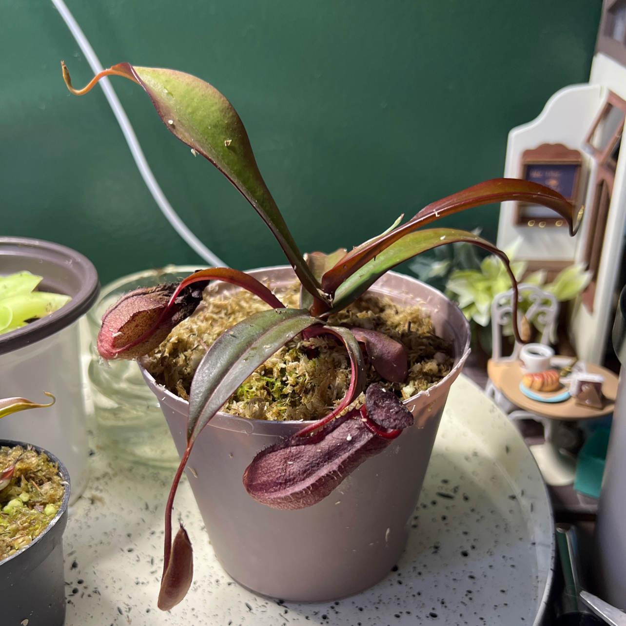 Photo of the plant species pitcher plant by @CasualPegaropa named Pan on Greg, the plant care app