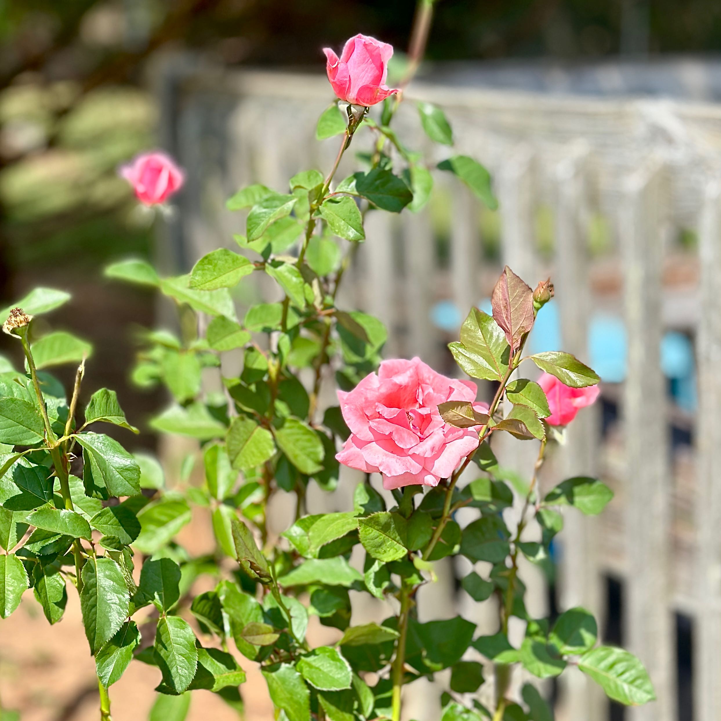 Photo of the plant species Grandiflora Rose by @HarmlessPepper named Huckleberry Fern on Greg, the plant care app