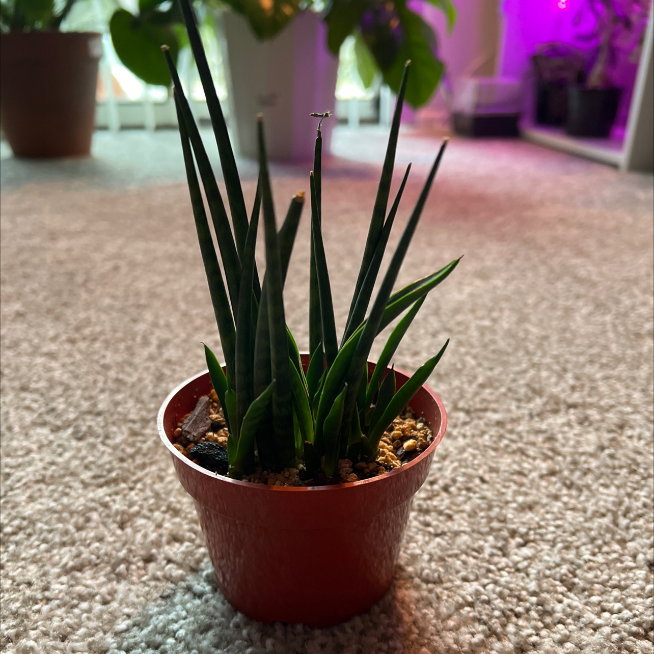 Cylindrical Snake Plant in a red pot on a carpeted floor with other plants in the background.