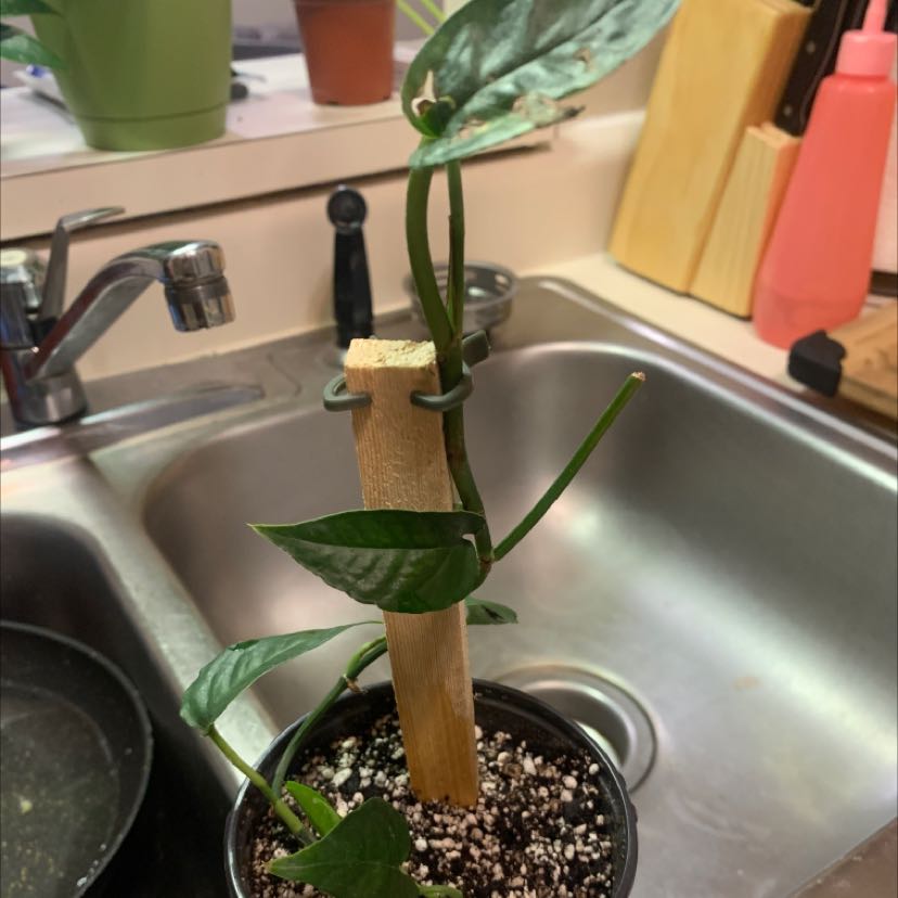 Dragon Tail Plant in a pot with visible soil, supported by a wooden stake.