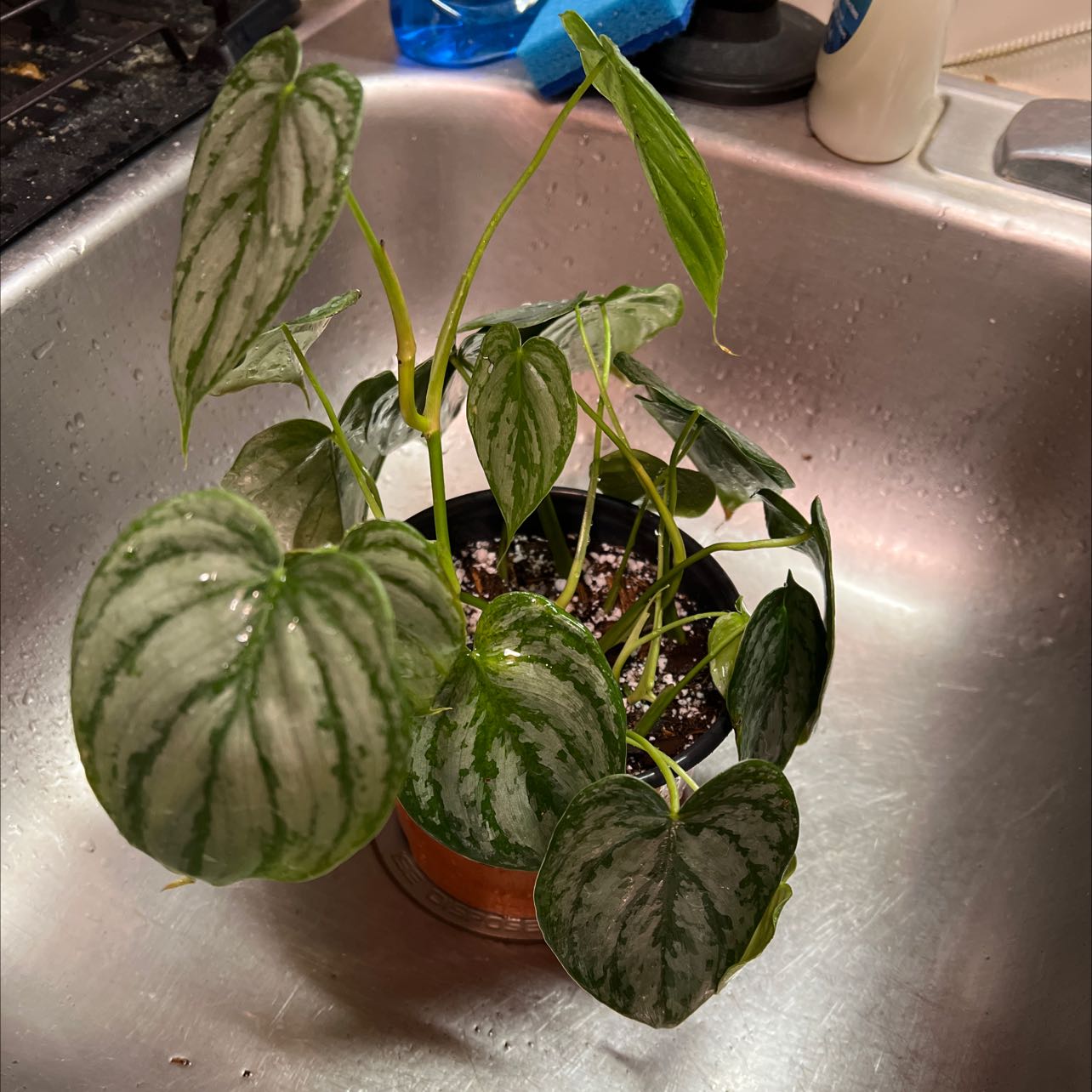 Silver Leaf Philodendron in a sink with visible soil and healthy leaves.