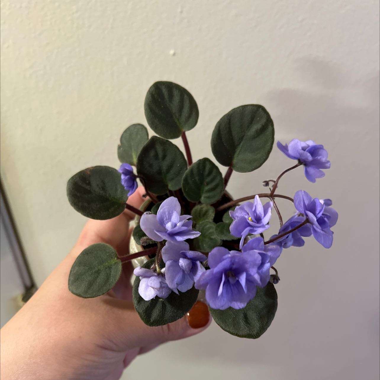 Kenyan Violet plant with dark green leaves and purple flowers, held by a hand.